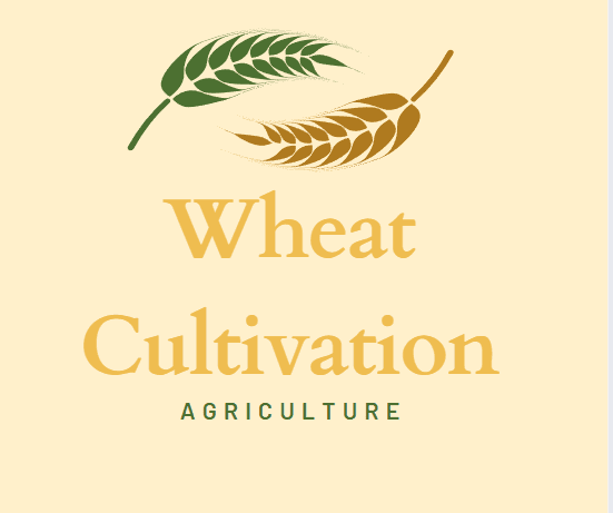 wheat cultivation