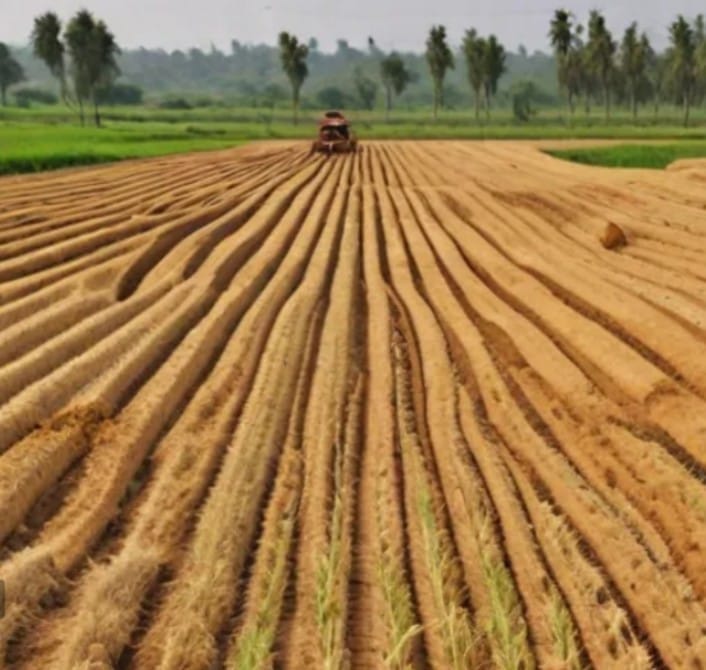 land preparation for wheat cultivation