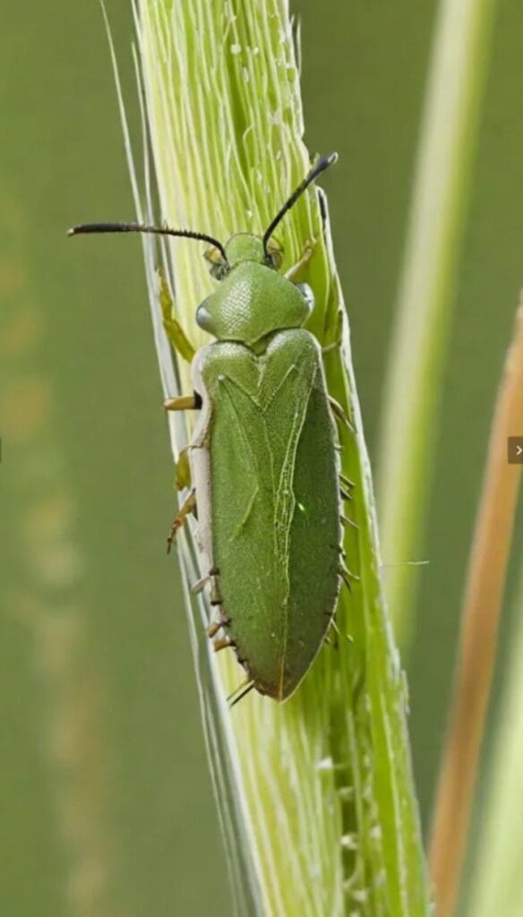 aphid in wheat crop