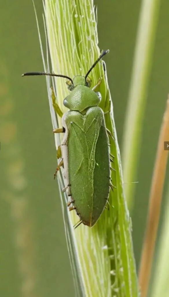 aphid in wheat crop