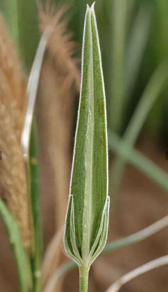 powdery mildew in wheat crops