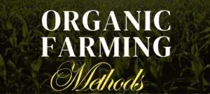 advantages and disadvantages of organic farming