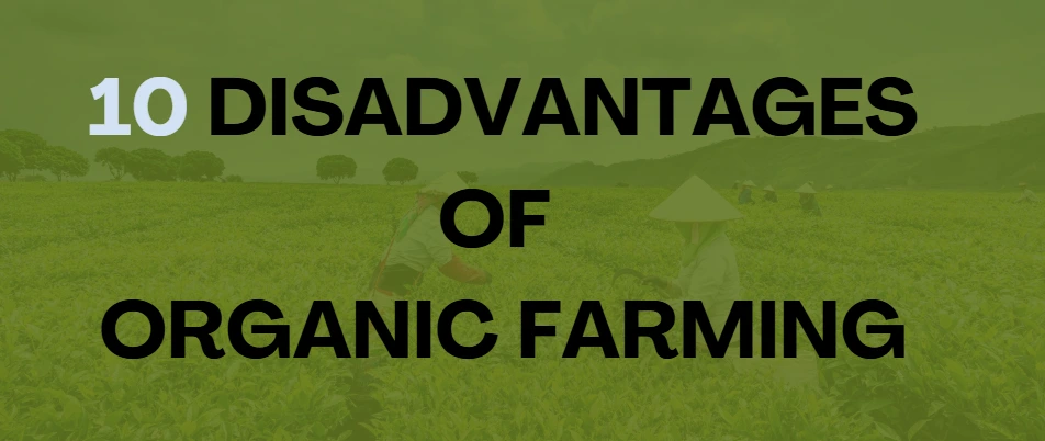 disadvantages of organic farming in india