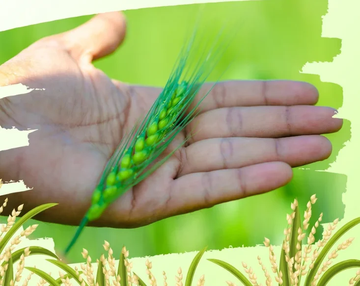 food crops