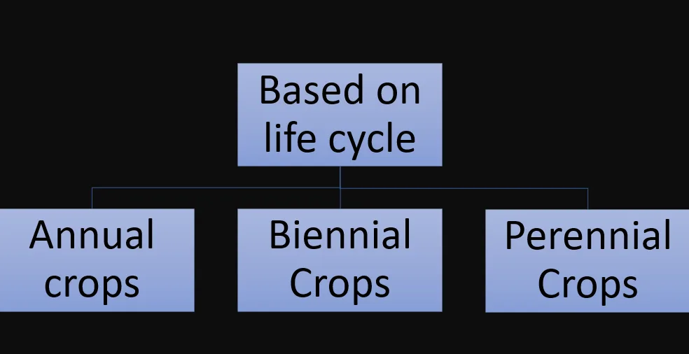 crop classification based on life cycle