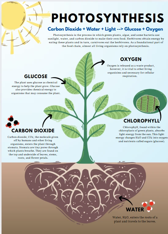 Classification of Crops Based on Photosynthesis Pathway