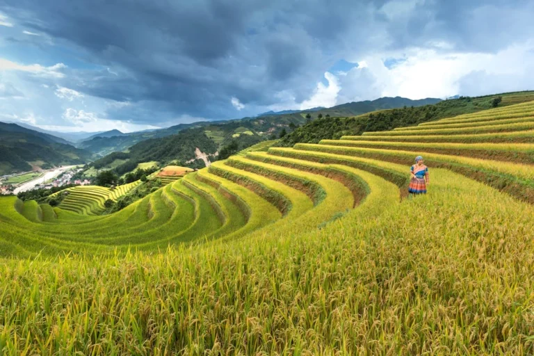 countor crops
