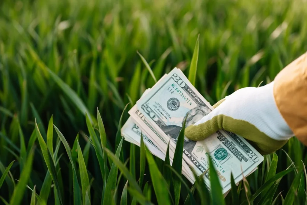 cash crop
