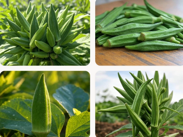 Okra/Lady’s Finger (Abelmoschus esculentus)