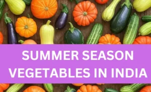 Summer Season Vegetables in India