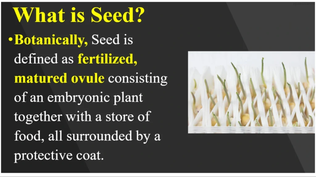 What is seed