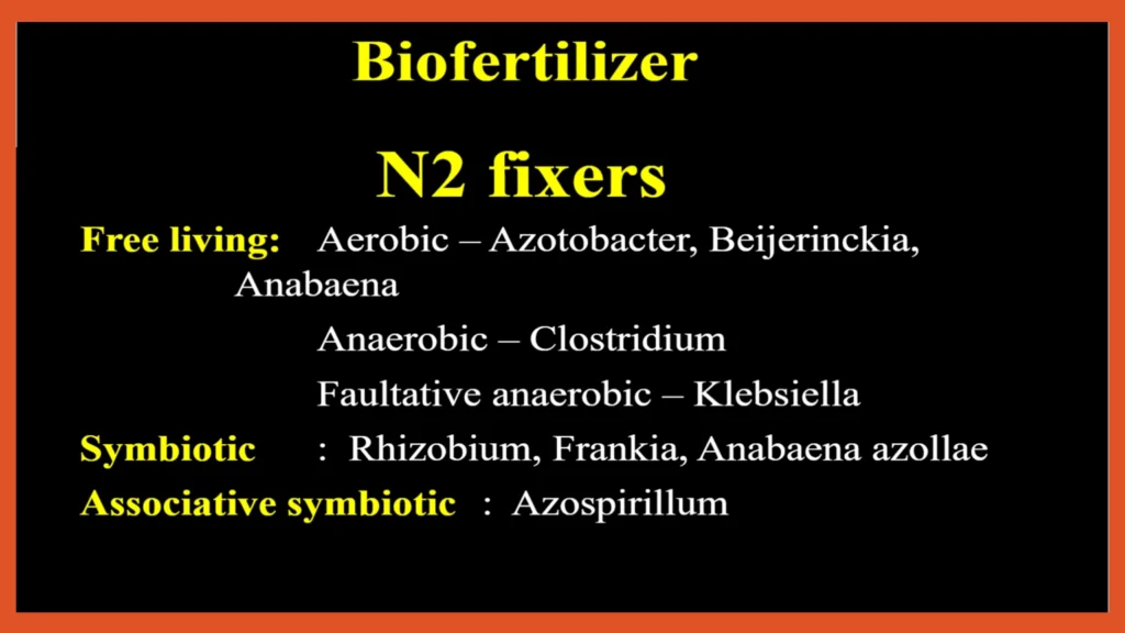 nitrogen fixing bacteria as biofertilizer