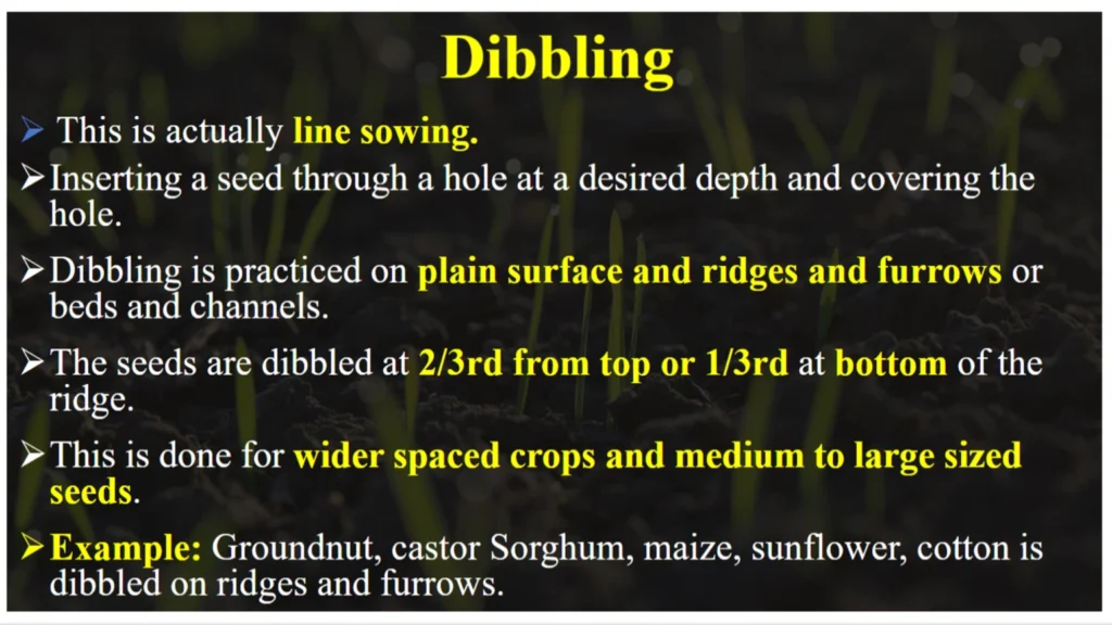 Sowing method- dibbling