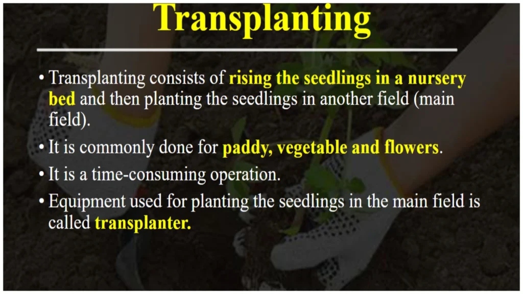 Sowing method transplanting