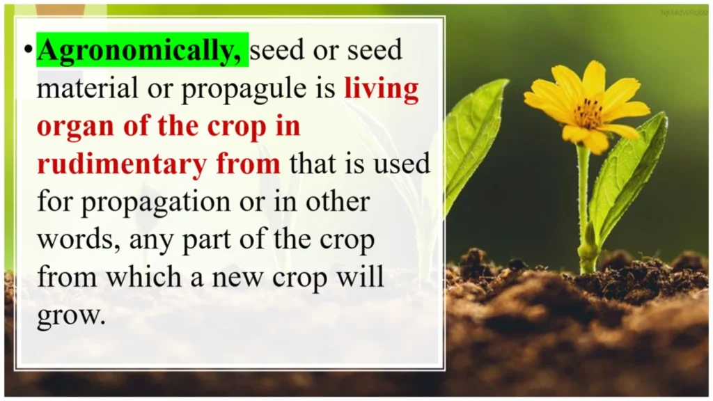 definition of seed