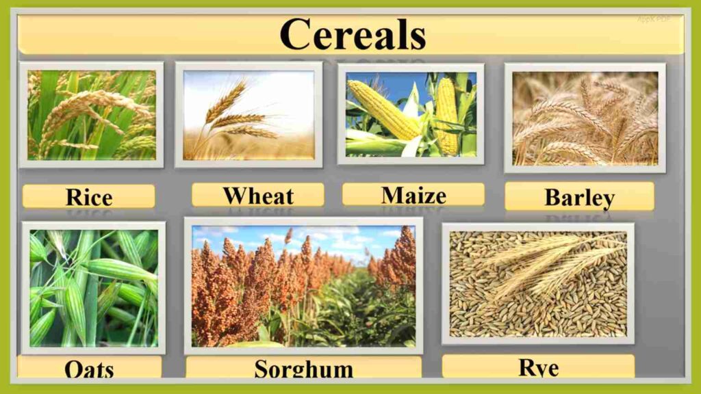 cereal crops examples