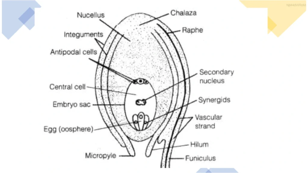 structure of a seed