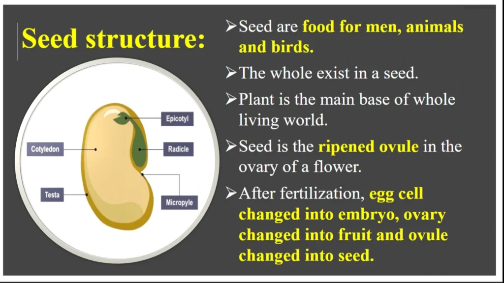structure of a seed ppt