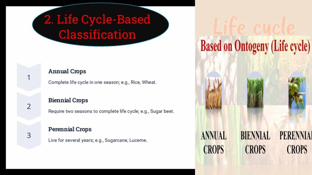 field crop classification based on life cycle